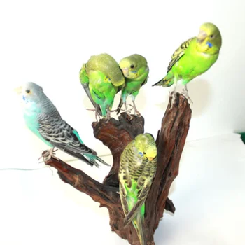 Реални птици образци домашно обзавеждане офис занаяти декоративни орнаменти хол декорация домашен декор